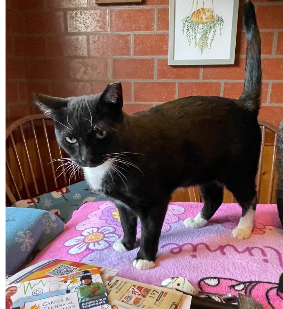 Trooper, Adoptable, Young Male Domestic Short Hair.