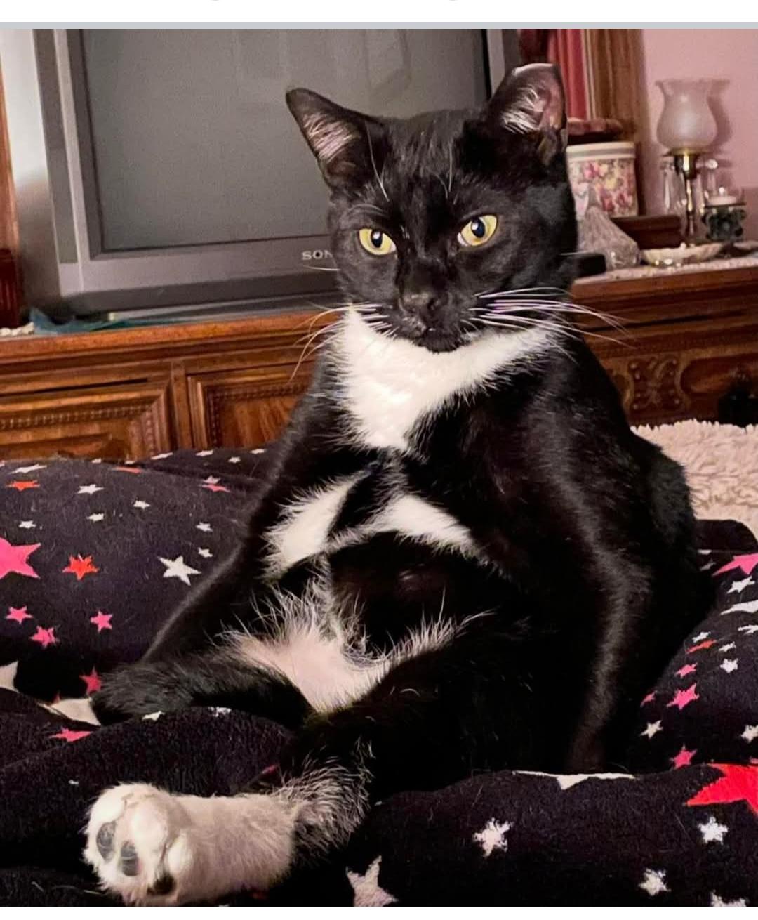 Trooper, a Adoptable Domestic Short Hair in Pitman, NJ image 2/6