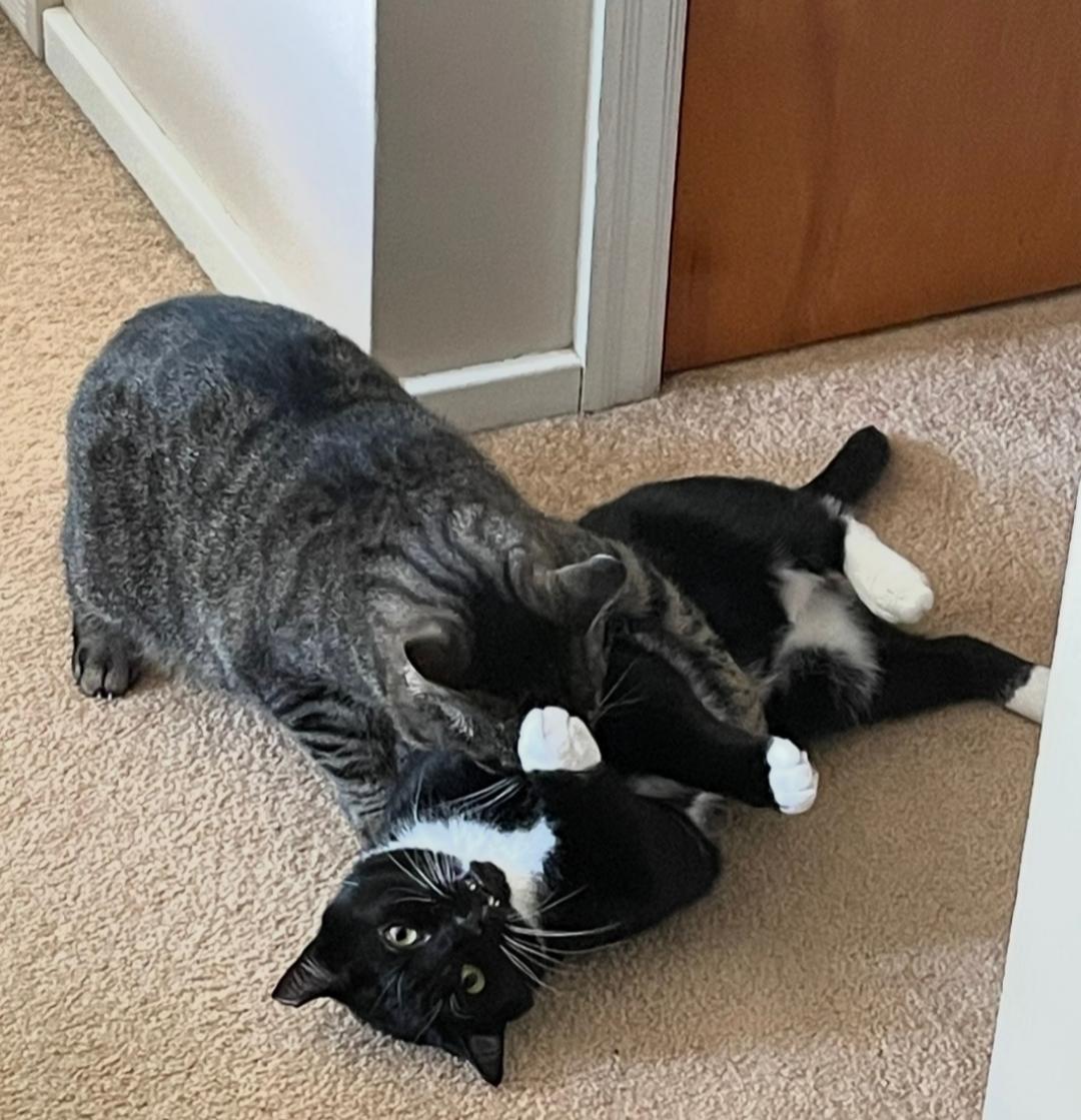 Trooper, a Adoptable Domestic Short Hair in Pitman, NJ image 3/6