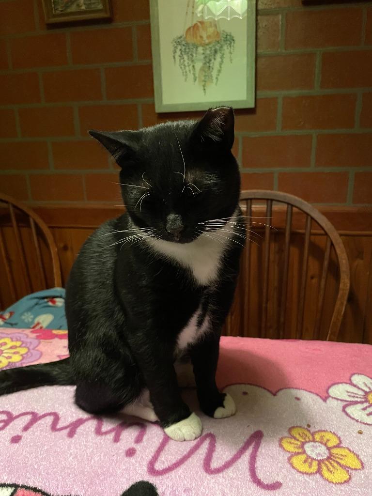 Trooper, a Adoptable Domestic Short Hair in Pitman, NJ image 4/6