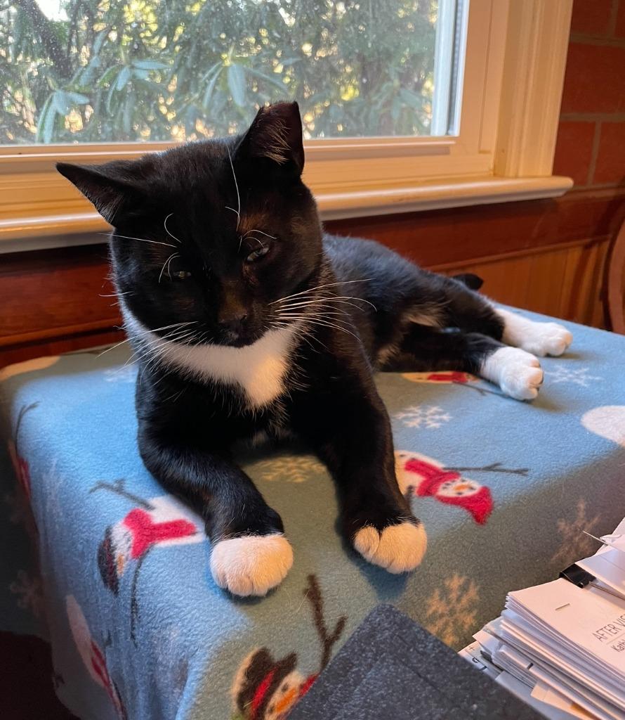 Trooper, a Adoptable Domestic Short Hair in Pitman, NJ image 5/6