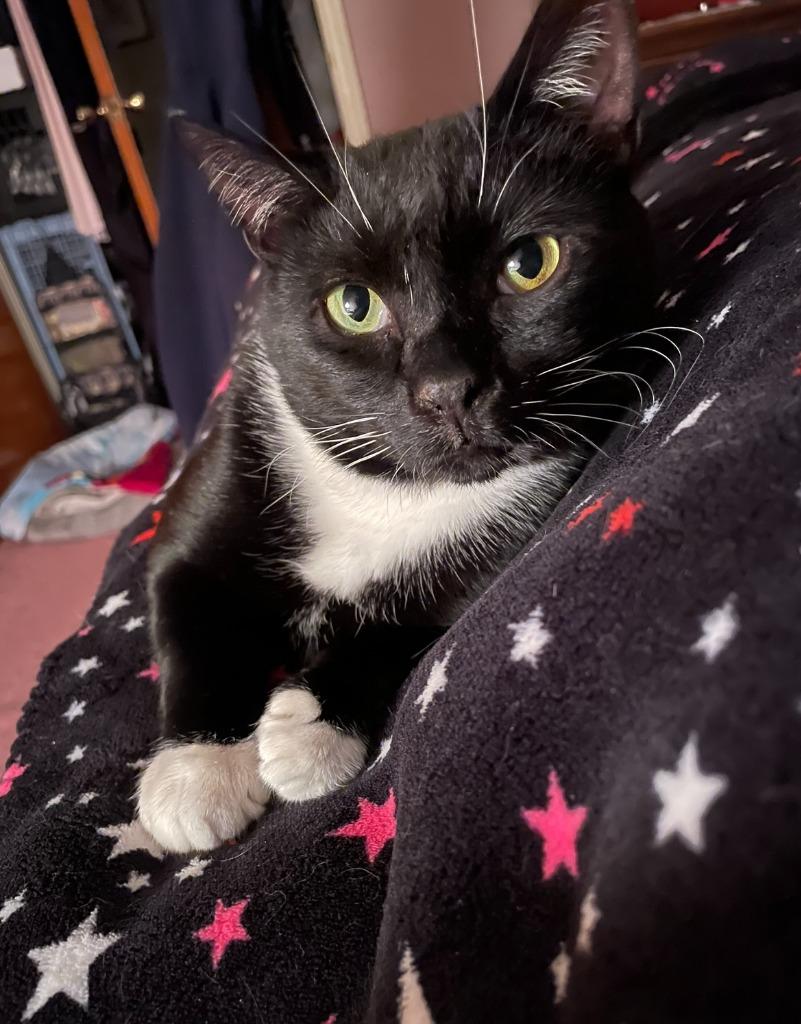 Trooper, a Adoptable Domestic Short Hair in Pitman, NJ image 6/6