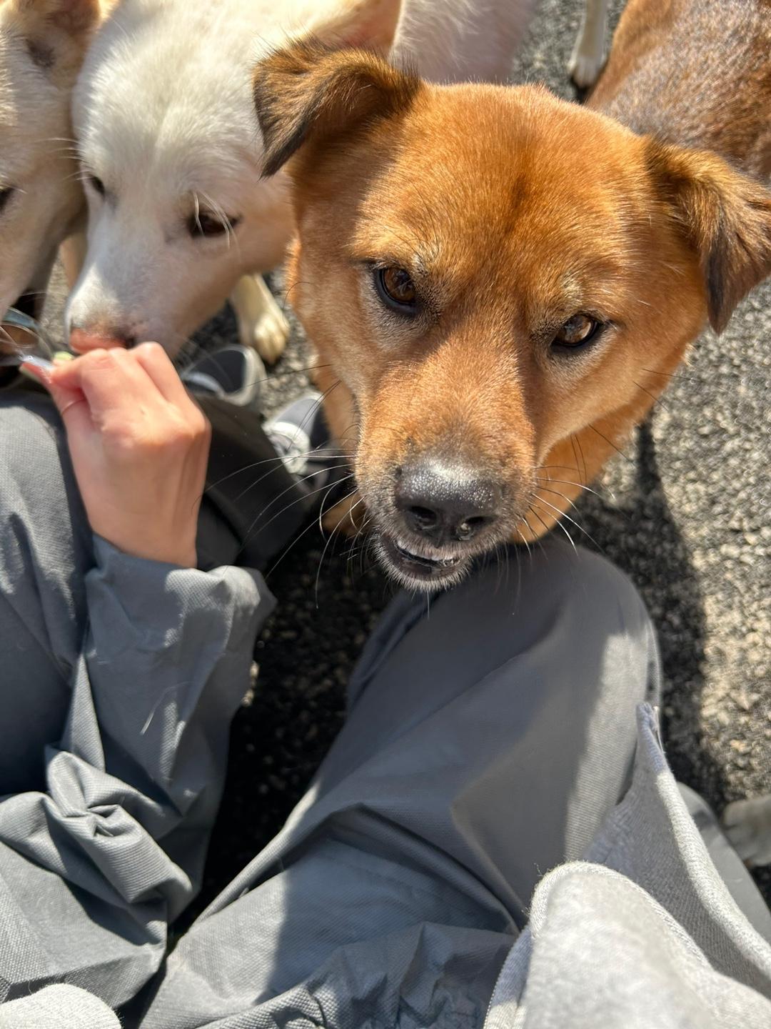 Enlarge Lucky, a Adoptable mixed breed image 4/6