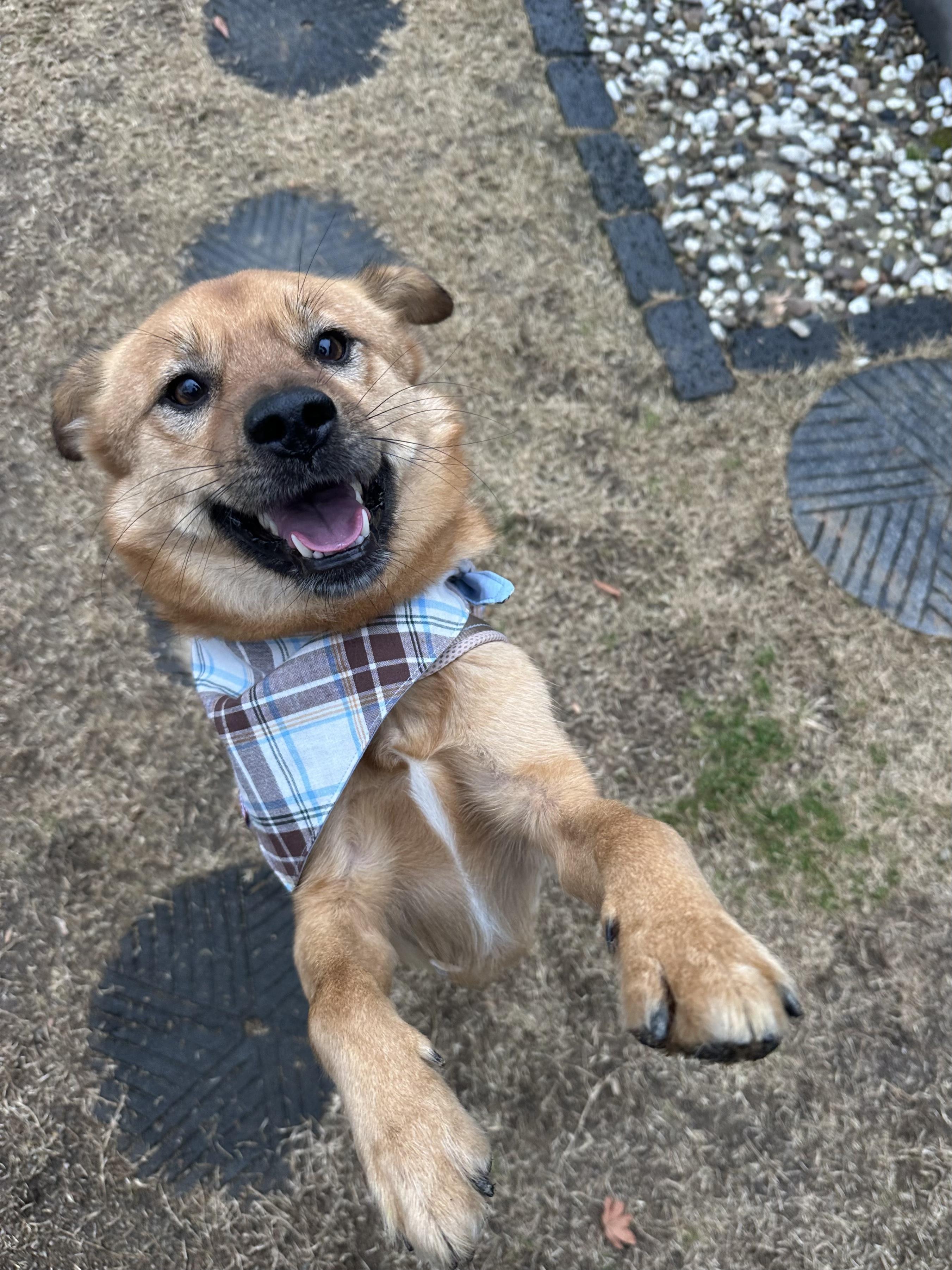 Lucky, Adoptable, Young Male Jindo.