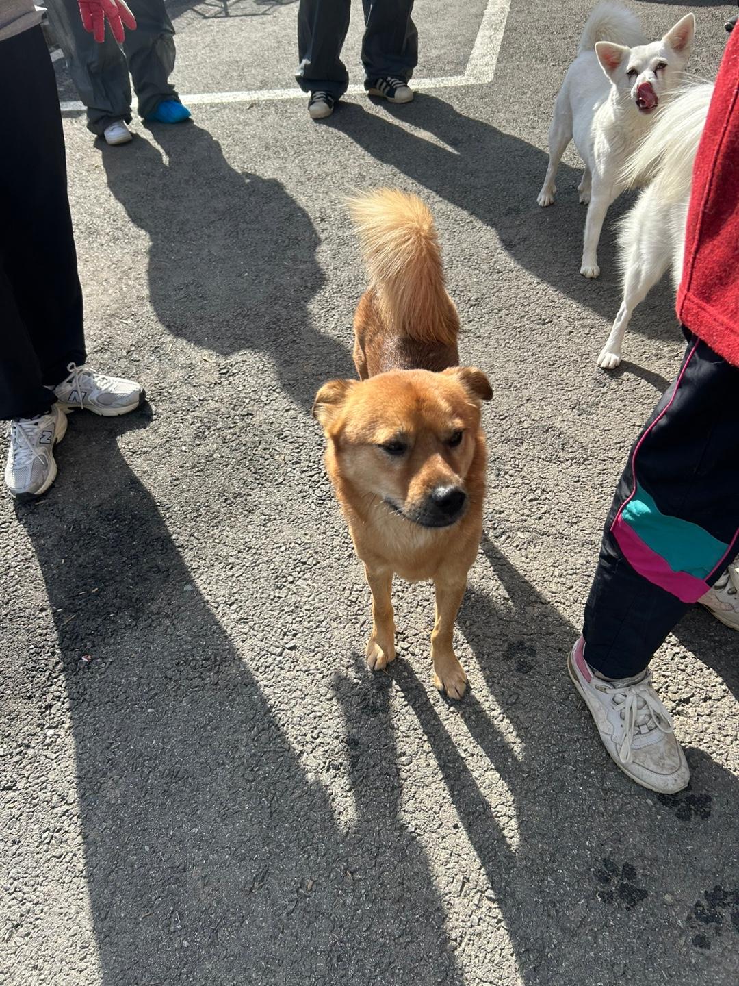 Enlarge Lucky, a Adoptable mixed breed image 2/6