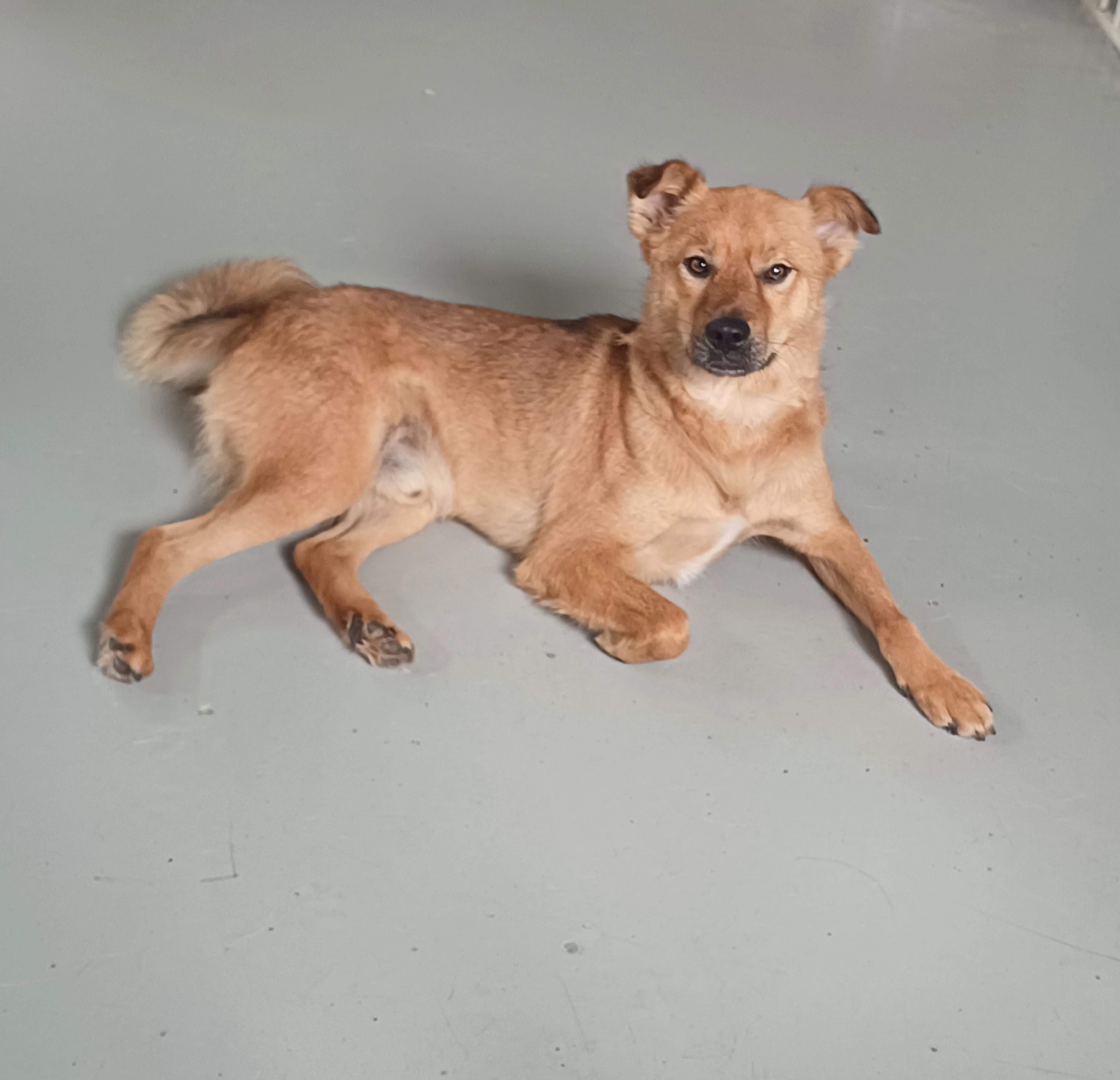 Enlarge Lucky, a Adoptable mixed breed image 1/6