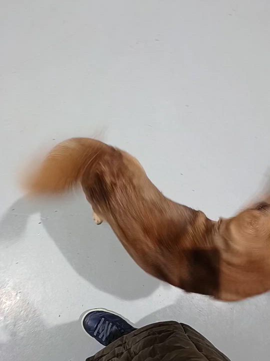 Enlarge Lucky, a Adoptable mixed breed video 5/6