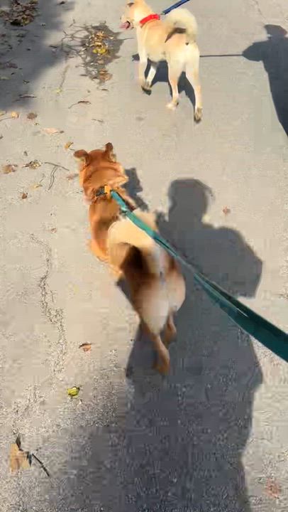 Enlarge Lucky, a Adoptable mixed breed video 6/6