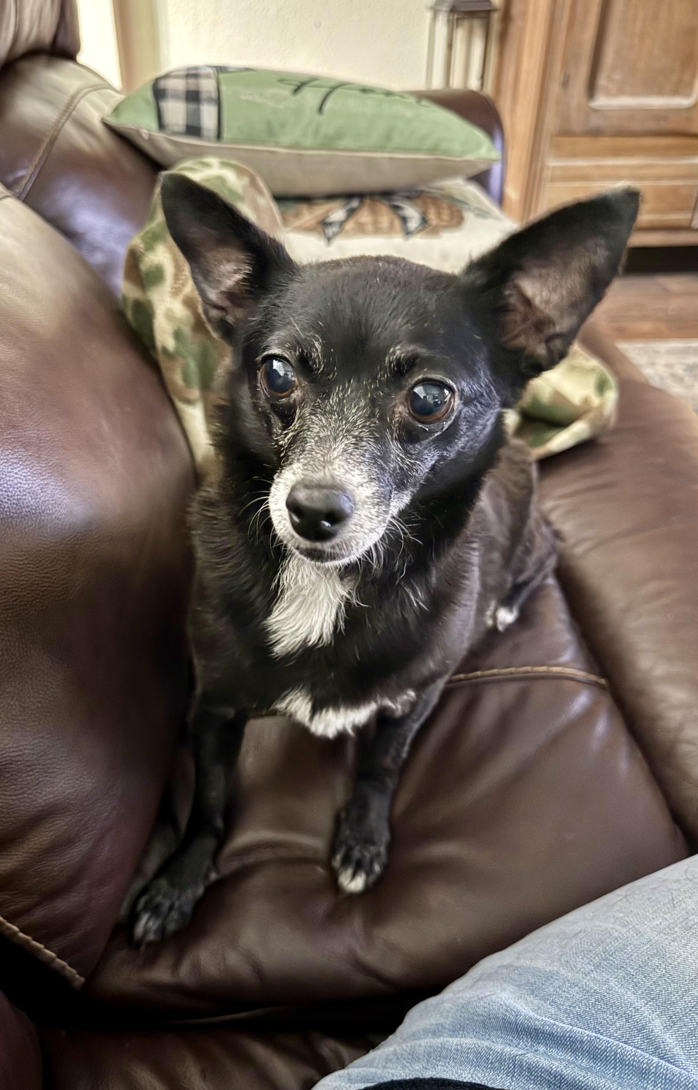 Elphie