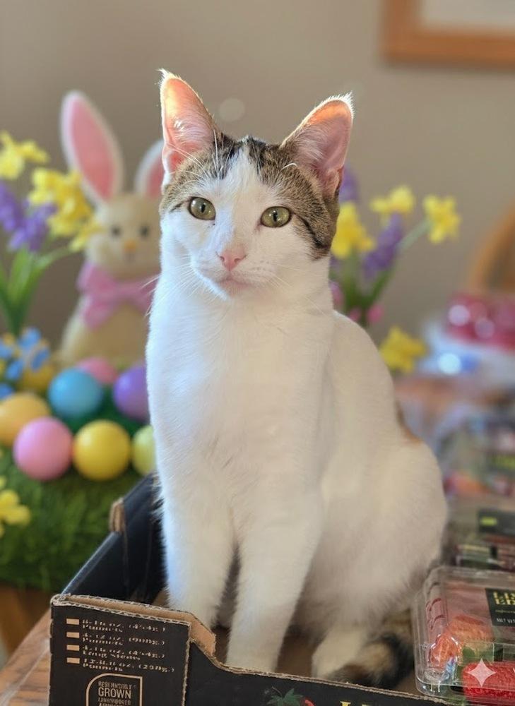 Enlarge Olivia, a Adoptable mixed breed in Plymouth, MN image 1/6