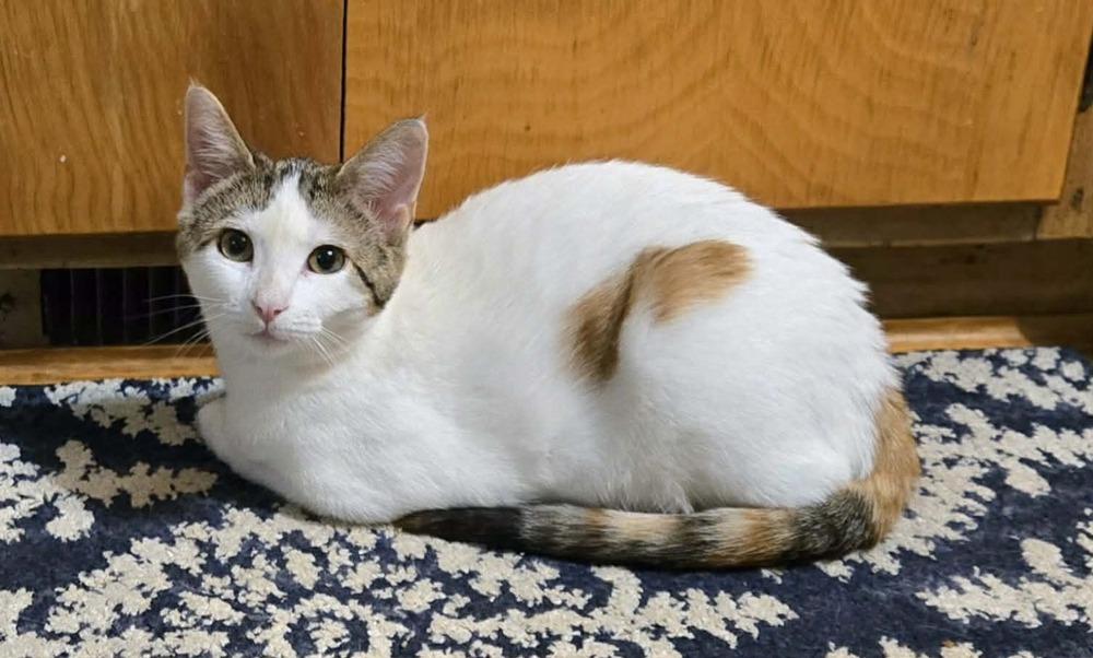 Olivia, a Adoptable mixed breed in Plymouth, MN image 1/6