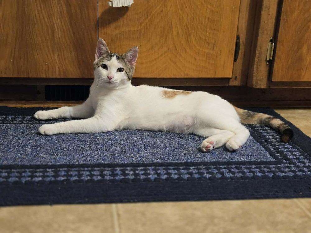 Olivia, a Adoptable mixed breed in Plymouth, MN image 2/6