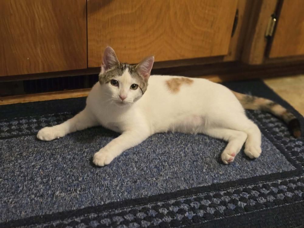 Olivia, Adoptable, Kitten Female Domestic Short Hair.