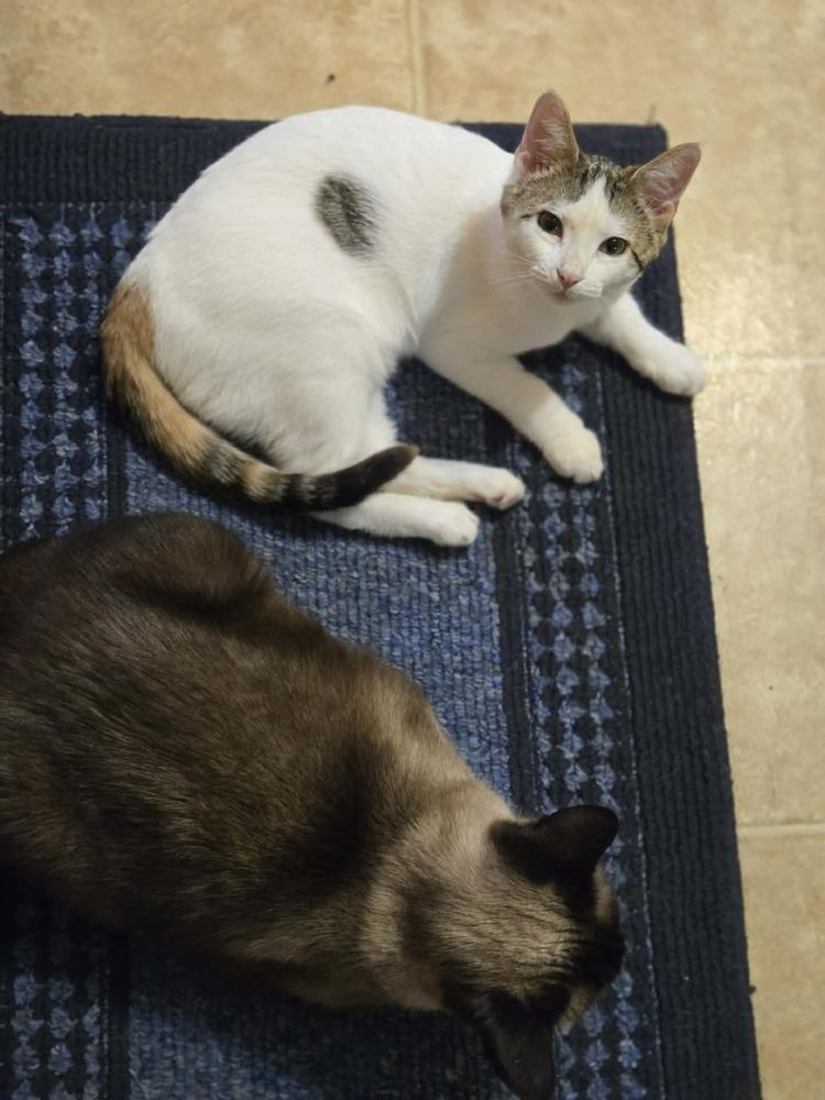 Olivia, a Adoptable mixed breed in Plymouth, MN image 4/6