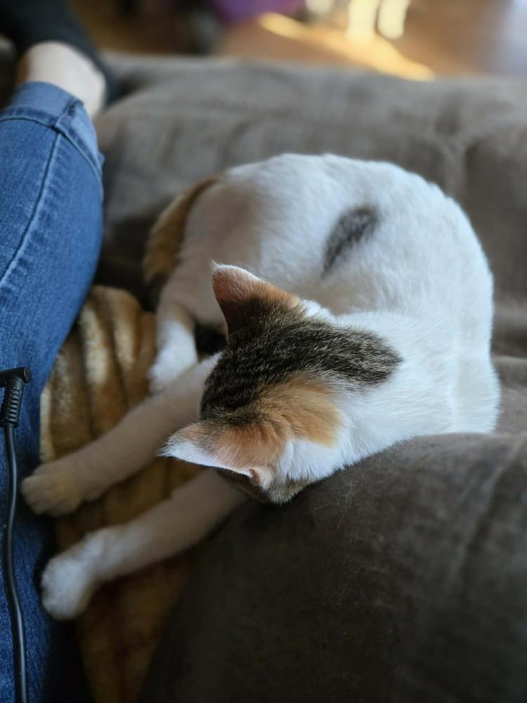 Olivia, a Adoptable mixed breed in Plymouth, MN image 5/6