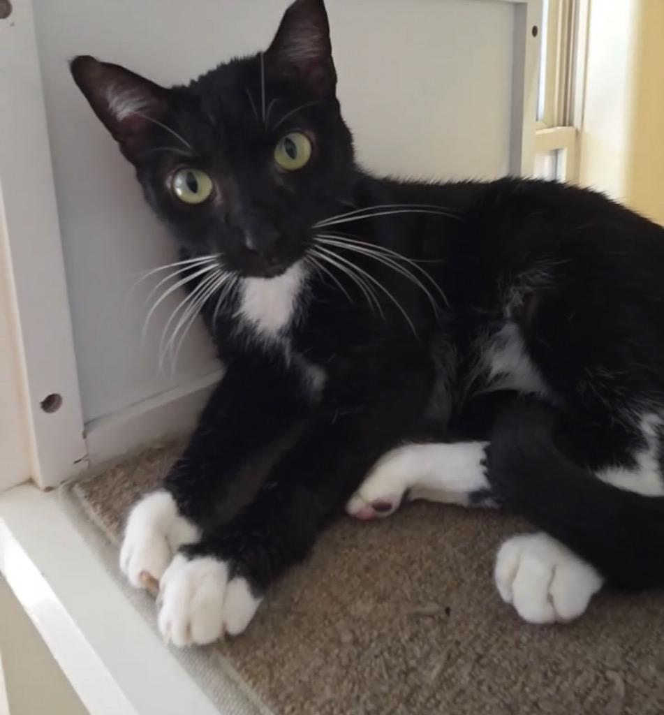 Lila, Adoptable, Young Female Domestic Short Hair.