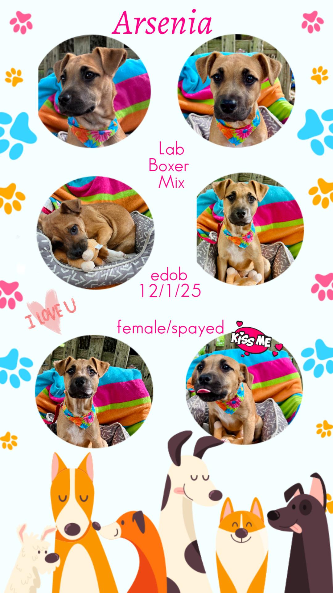 Enlarge Arsenia MV14262-T LOCAL Adoption Event in Marysville 4/24, an adopted mixed breed in Marysville, WA image 1/6