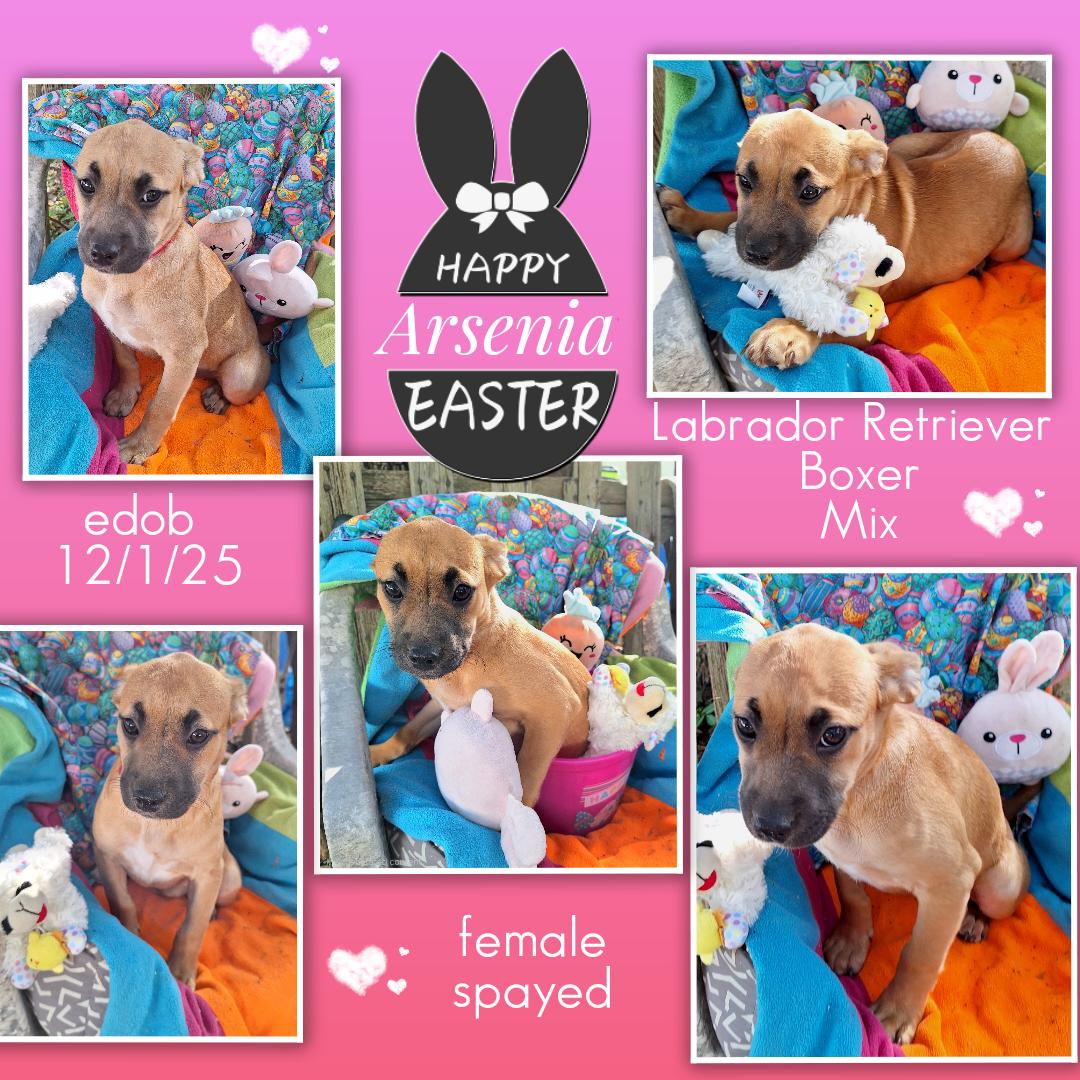 Enlarge Arsenia MV14262-T LOCAL Adoption Event in Marysville 4/24, an adopted mixed breed in Marysville, WA image 4/6