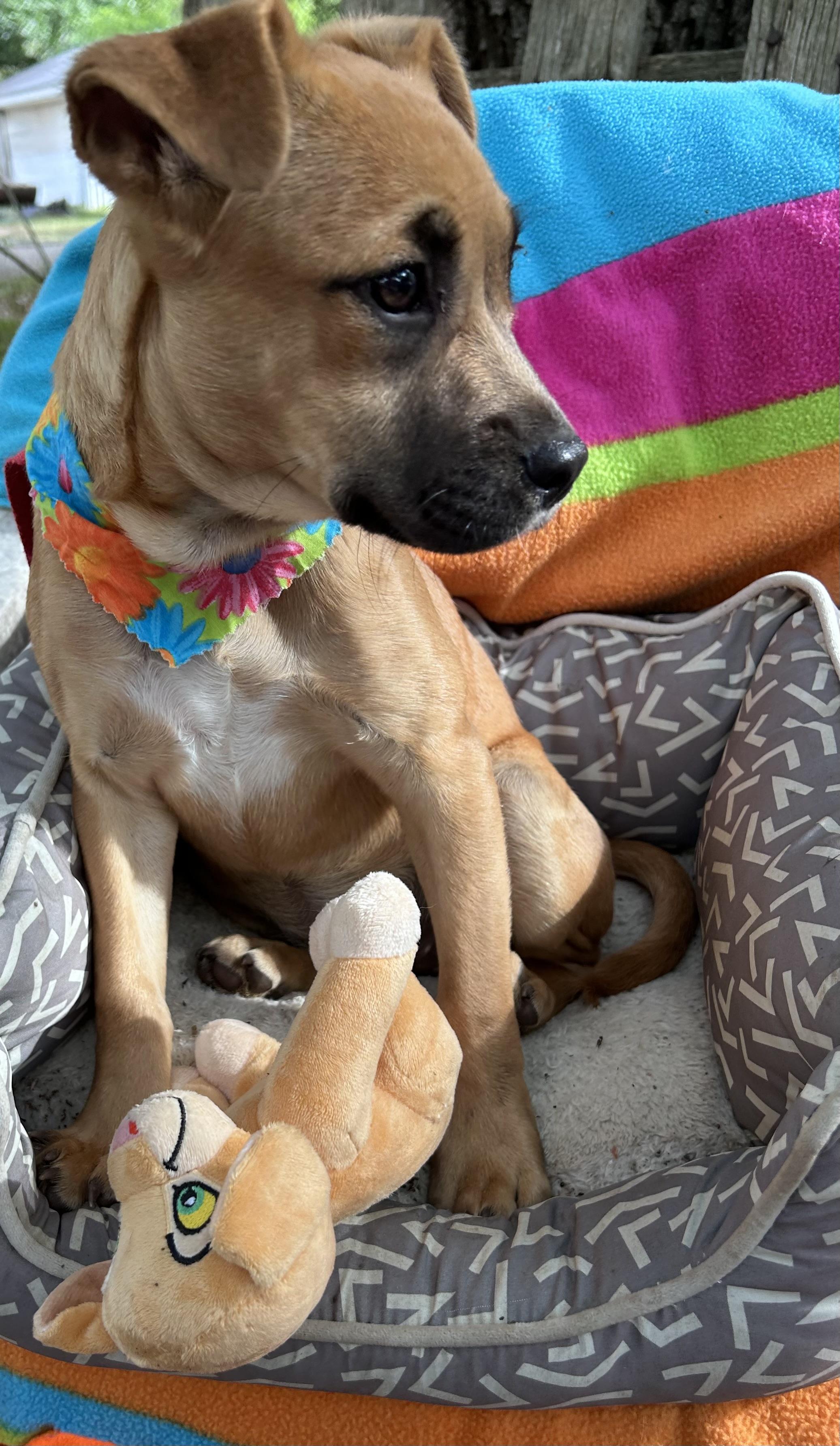 Enlarge Arsenia MV14262-T LOCAL Adoption Event in Marysville 4/24, an adopted mixed breed in Marysville, WA image 6/6