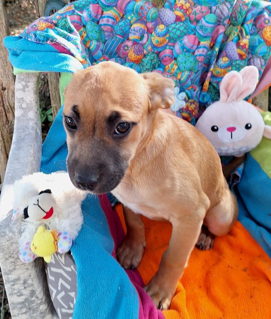 Enlarge Arsenia MV14262-T LOCAL Adoption Event in Marysville 4/24, an adopted mixed breed in Marysville, WA image 2/6