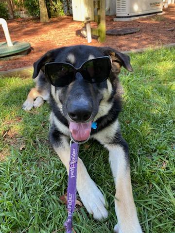 Lucky, a Adoptable German Shepherd Dog in Burgaw, NC image 2/3