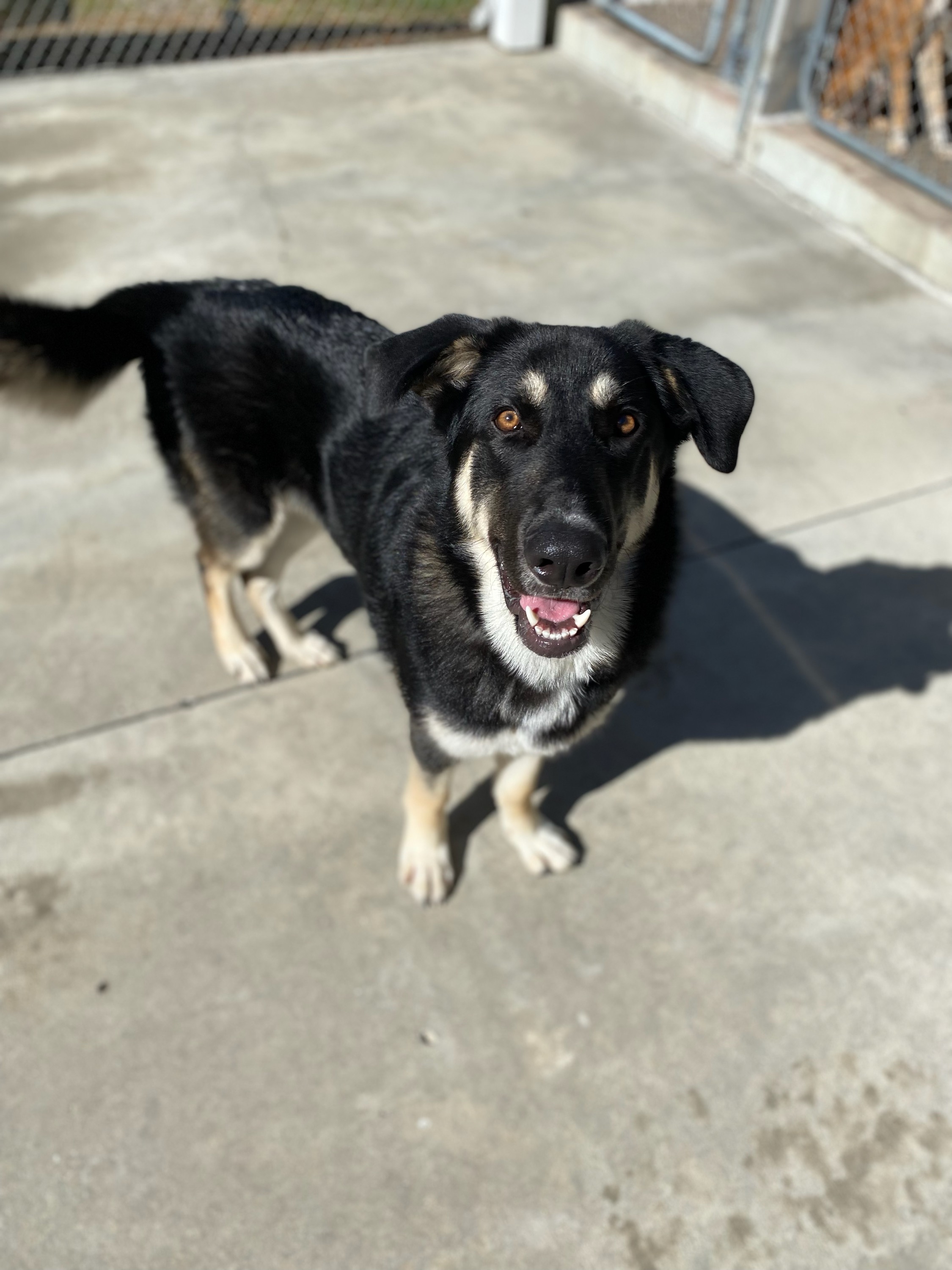 Lucky, a Adoptable German Shepherd Dog in Burgaw, NC image 3/3