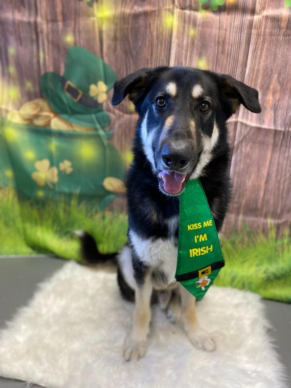 Lucky, Adoptable, Adult Male German Shepherd Dog.