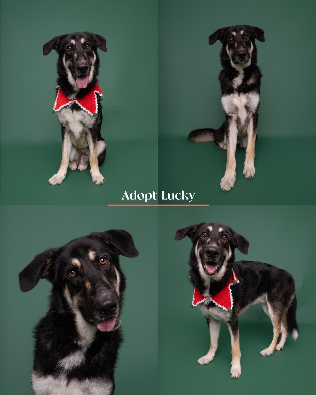 Lucky, Adoptable, Adult Male German Shepherd Dog.