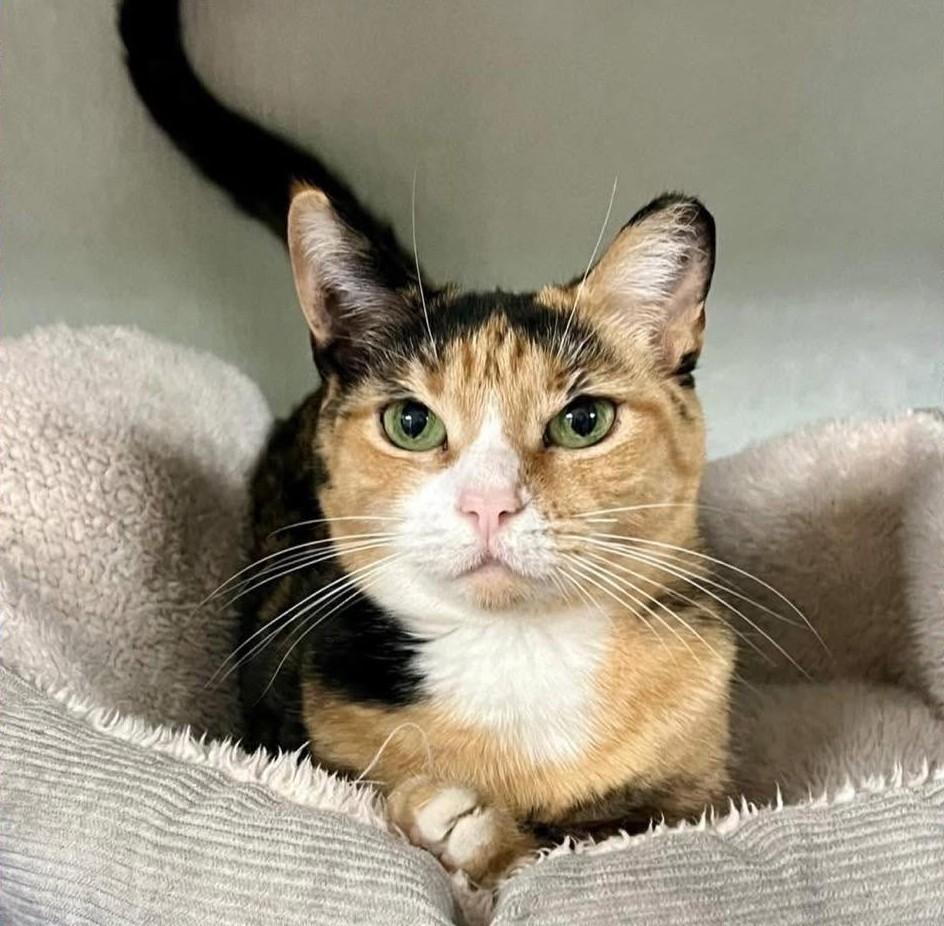 Dinah, Adoptable, Adult Female Domestic Short Hair.