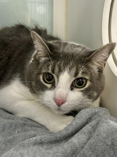 Maximillion, Adoptable, Adult Male Domestic Short Hair.