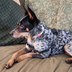 Cricket, a ADOPTABLE mixed breed in Ithaca, NY image 3/3