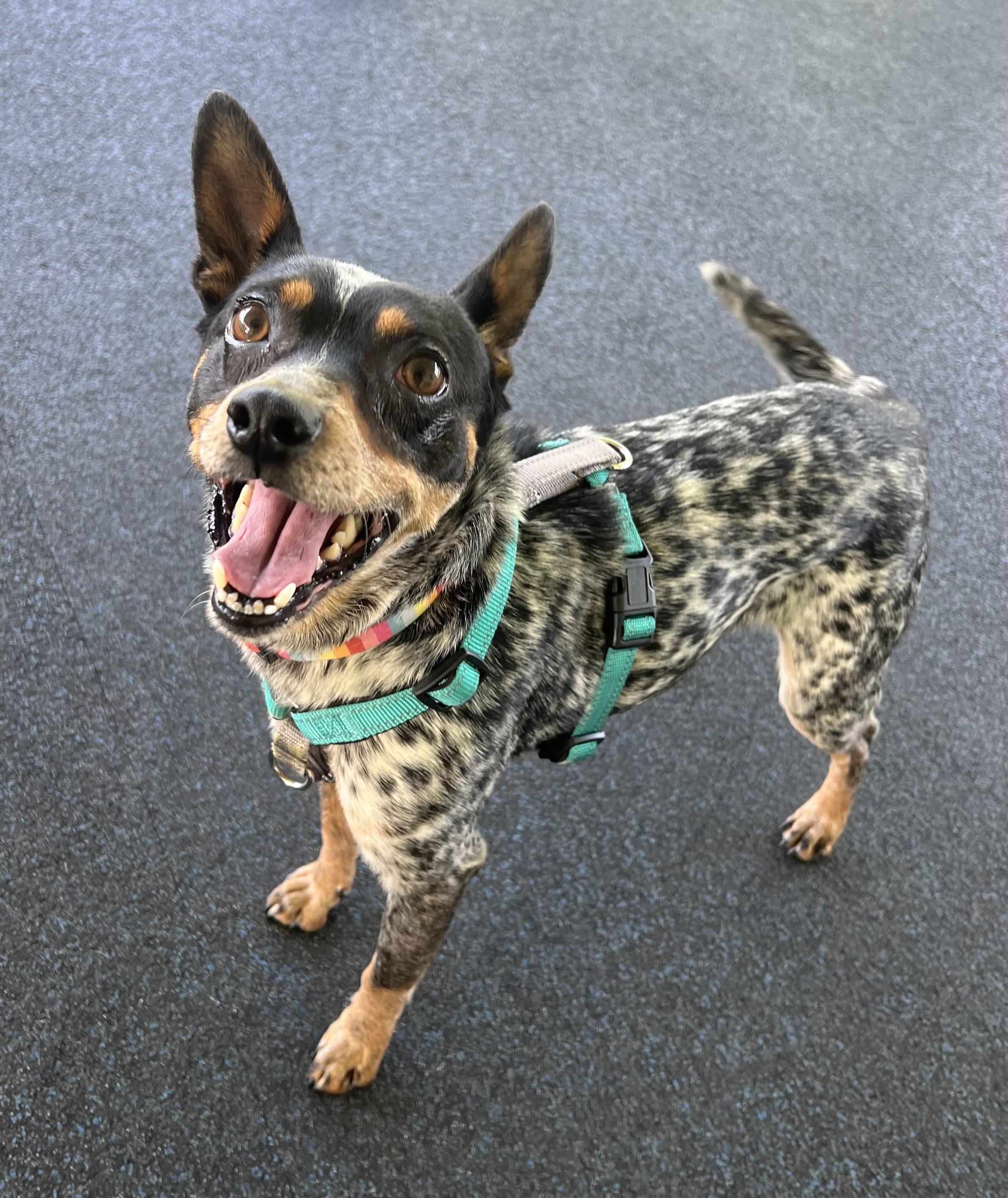 Cricket, ADOPTABLE, Adult Female Australian Cattle Dog / Blue Heeler.
