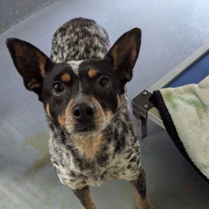 Cricket, a ADOPTABLE mixed breed in Ithaca, NY image 1/3
