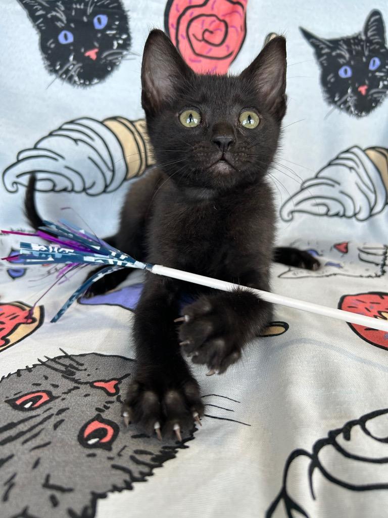 Ignite, Adoptable, Kitten Male Domestic Short Hair.
