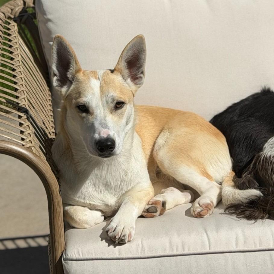 Roomba, Adoptable, Puppy Female Australian Cattle Dog / Blue Heeler.