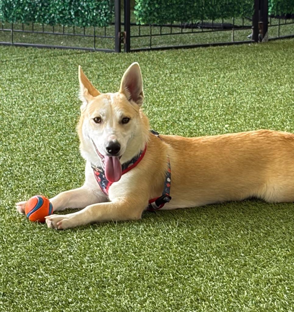 Enlarge Roomba, a Adoptable mixed breed in Logan, UT image 2/4