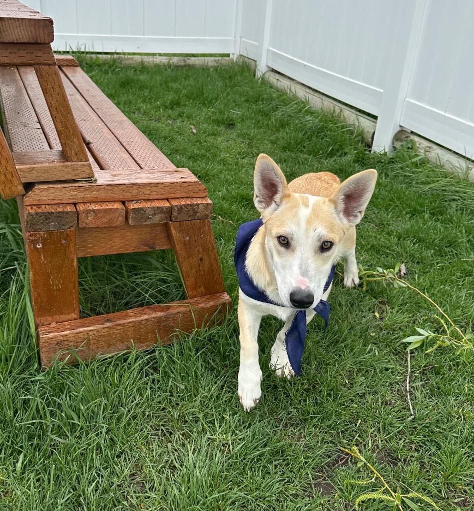 Enlarge Roomba, a Adoptable mixed breed in Logan, UT image 1/1