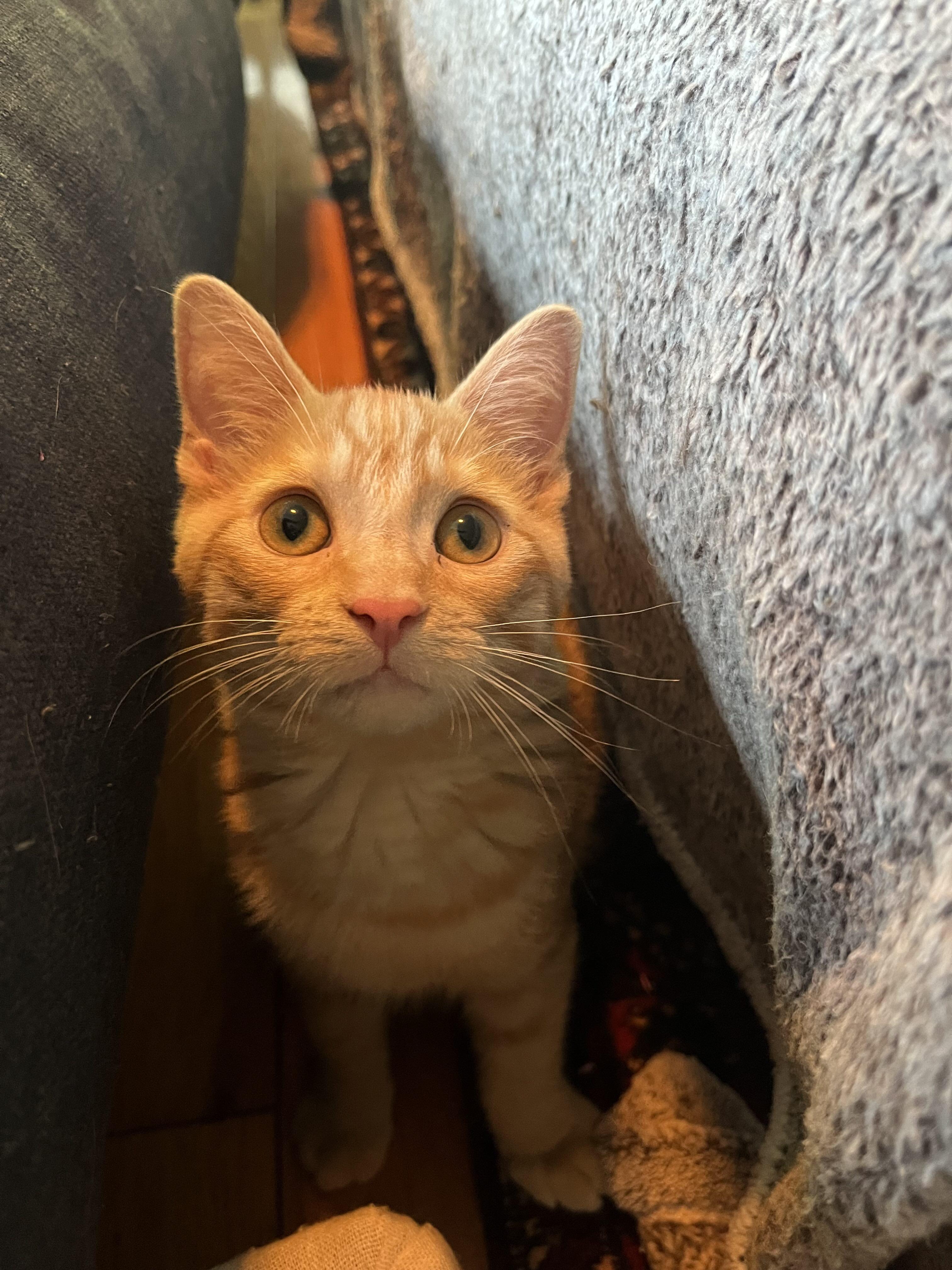 Marigold, an adopted Domestic Short Hair in Oakville, ON image 5/6