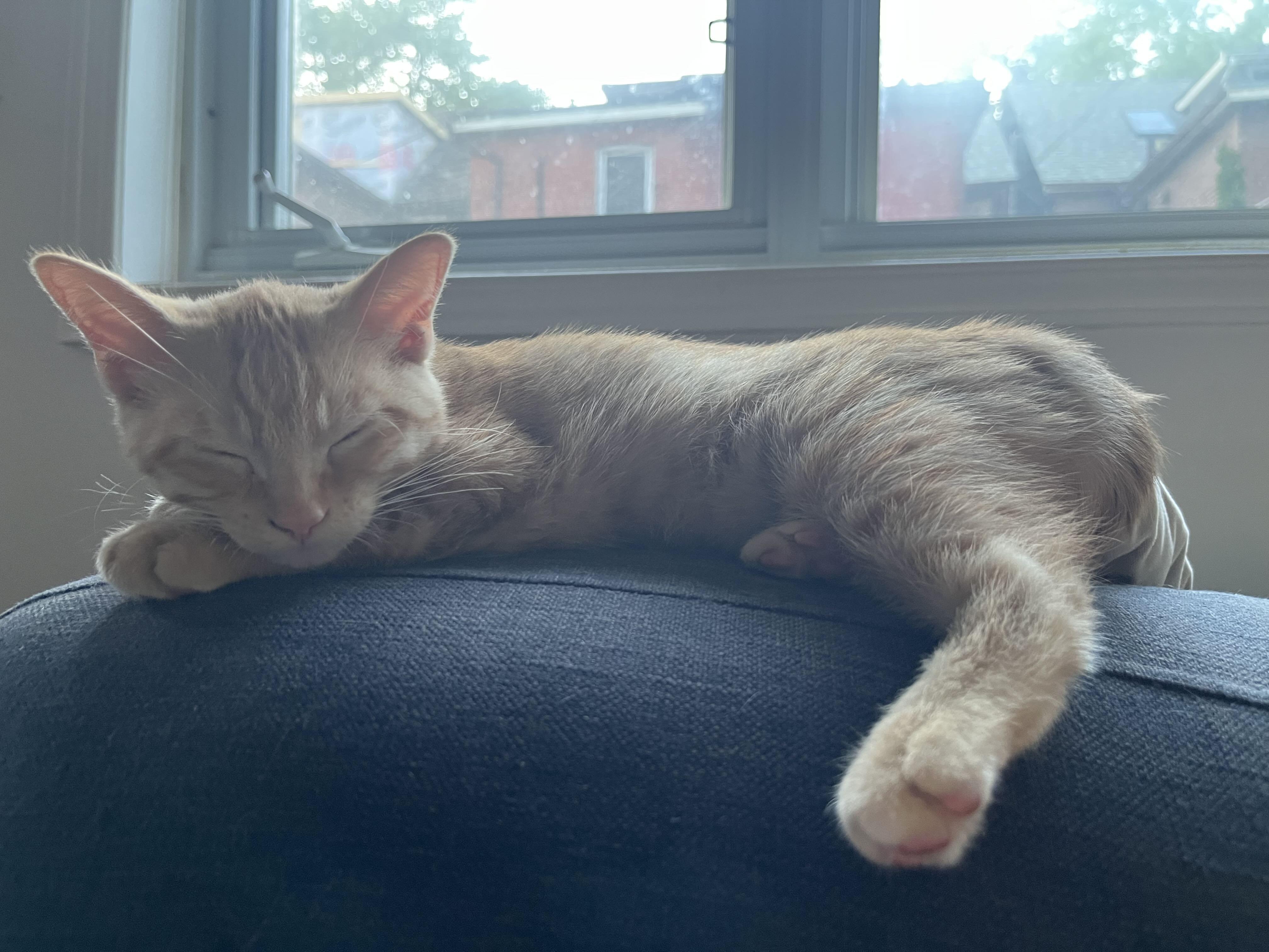 Marigold, an adopted Domestic Short Hair in Oakville, ON image 6/6