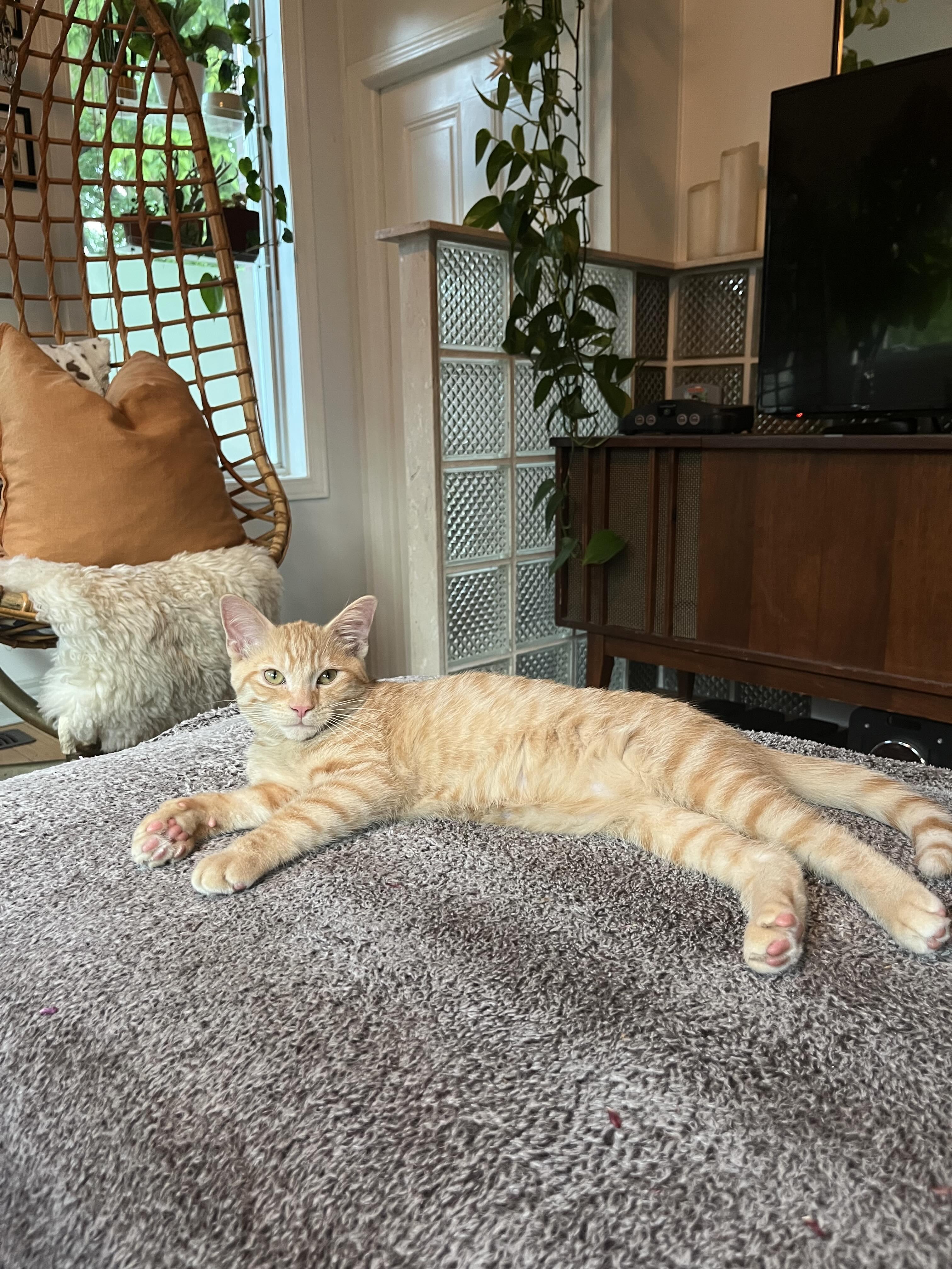 Marigold, an adopted Domestic Short Hair in Oakville, ON image 4/6
