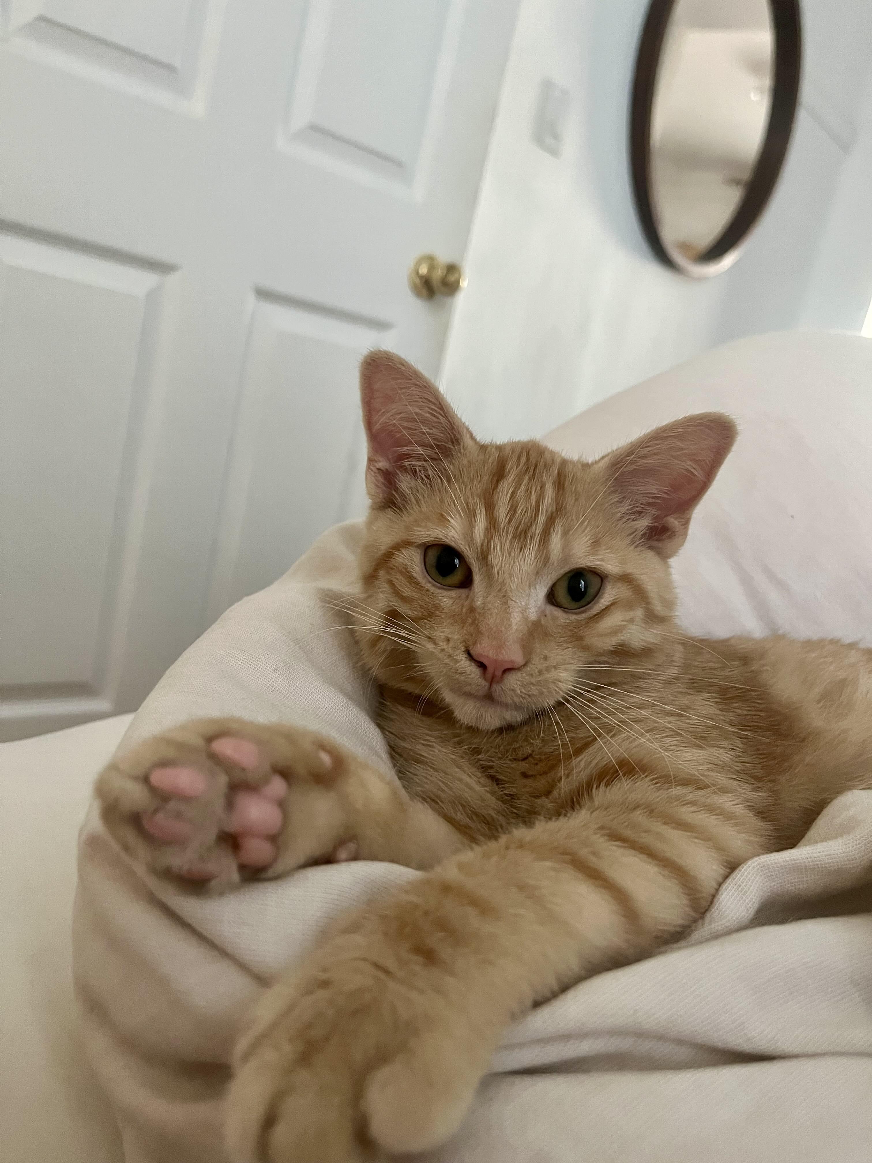 Marigold, an adopted Domestic Short Hair in Oakville, ON image 3/6