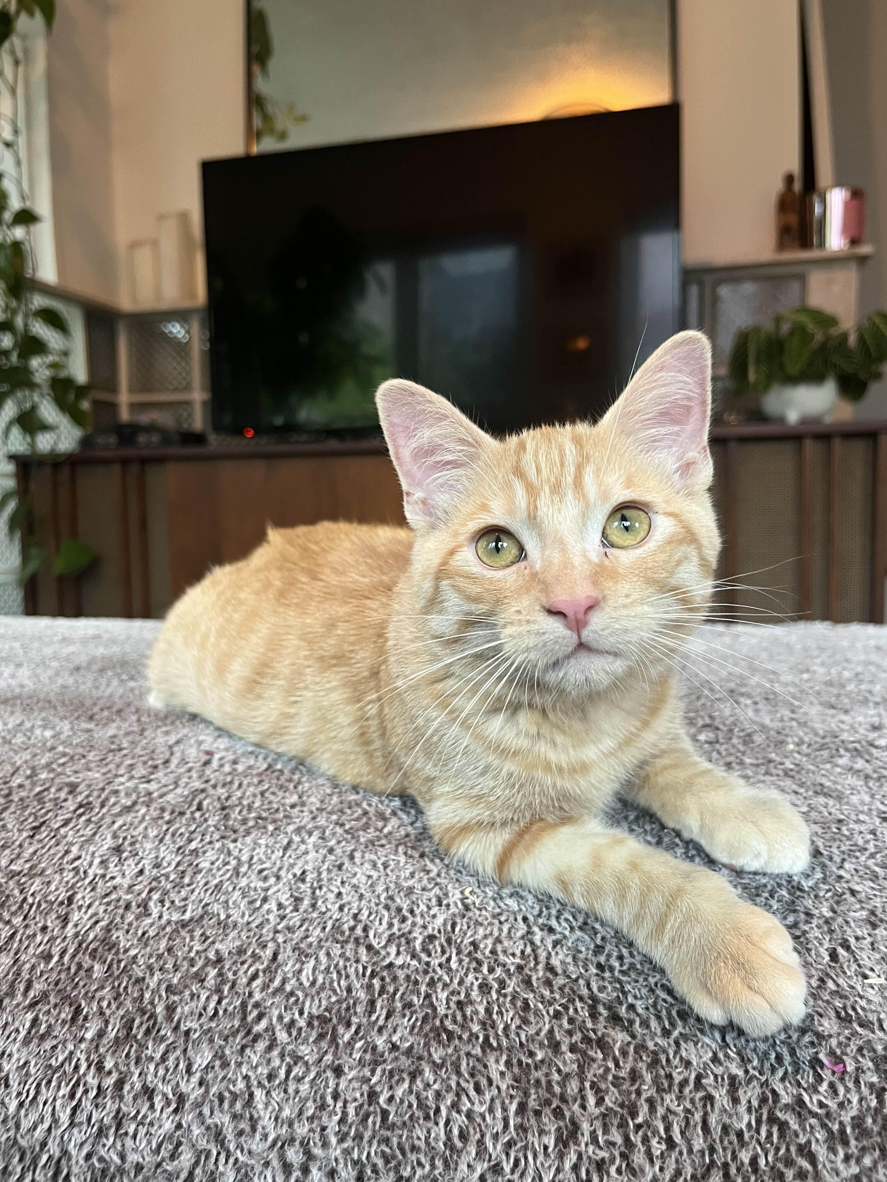 Marigold, an adopted Domestic Short Hair in Oakville, ON image 2/6