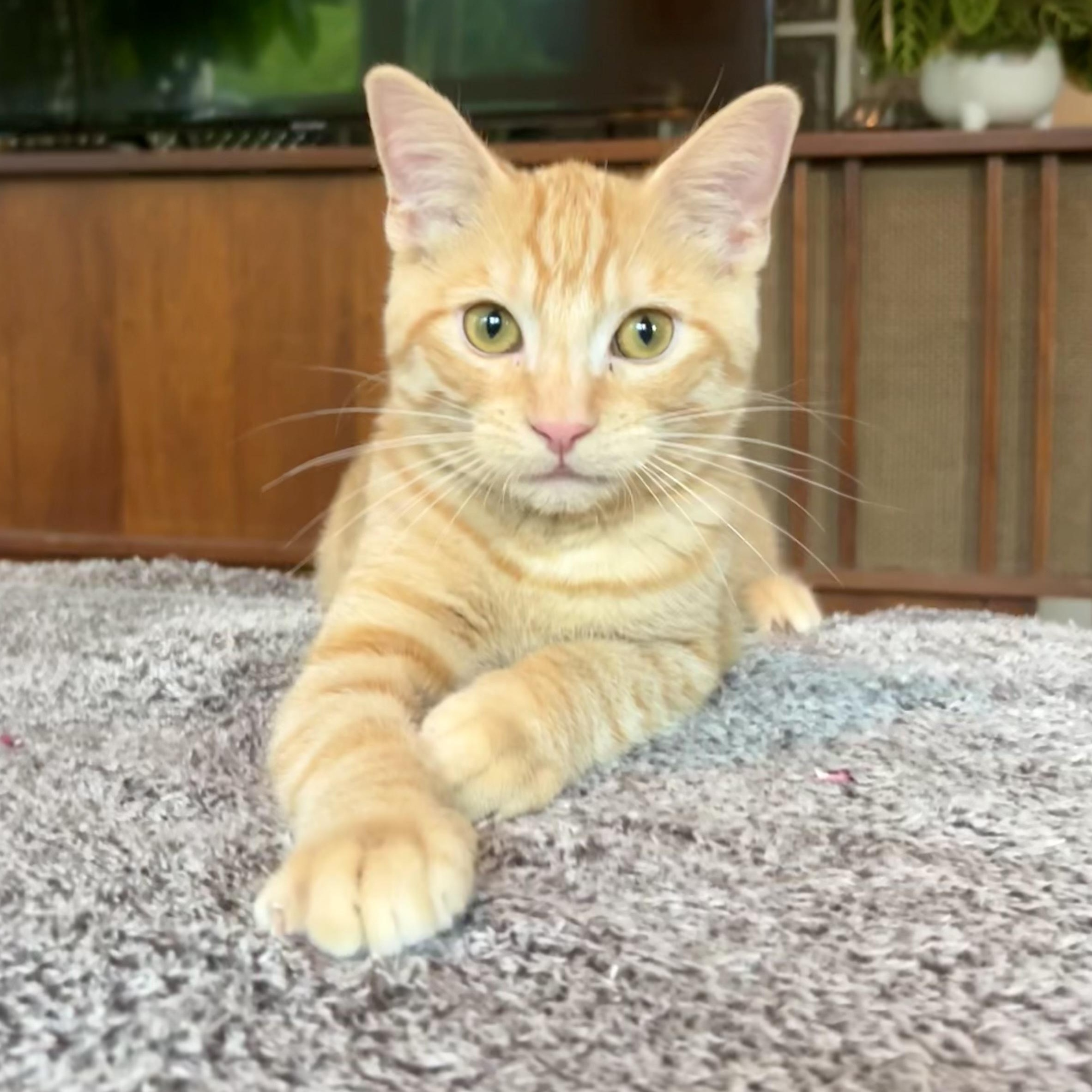 Marigold, an adopted Domestic Short Hair in Oakville, ON image 1/6