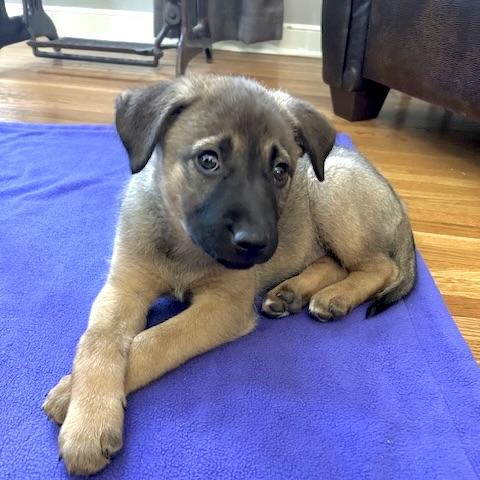 Enlarge Josie, an adopted Mixed Breed in Prior Lake, MN image 6/6