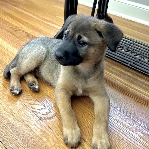 Enlarge Josie, an adopted Mixed Breed in Prior Lake, MN image 5/6