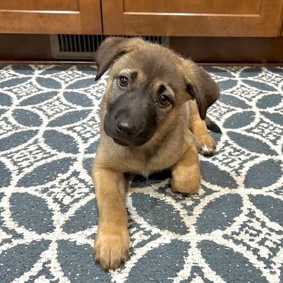 Enlarge Josie, an adopted Mixed Breed in Prior Lake, MN image 1/6