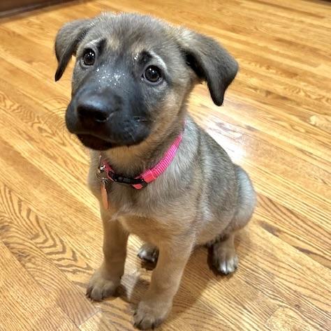 Enlarge Josie, an adopted Mixed Breed in Prior Lake, MN image 3/6