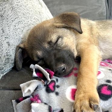 Enlarge Josie, an adopted Mixed Breed in Prior Lake, MN image 4/6