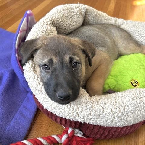 Enlarge Josie, an adopted Mixed Breed in Prior Lake, MN image 2/6