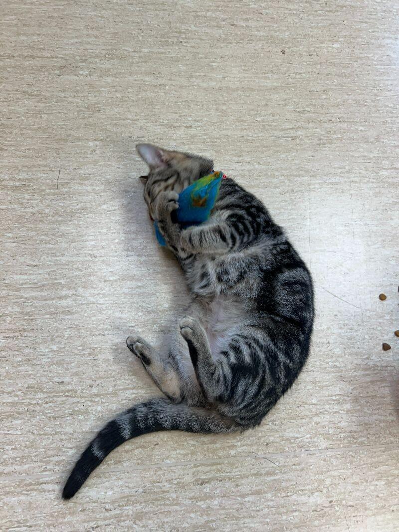 Jiji Ren, Adoptable, Adult Female Domestic Short Hair.